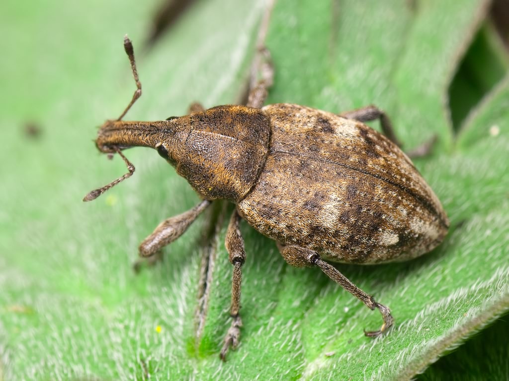 Lepyrus capucinus (Schaller, 1783)